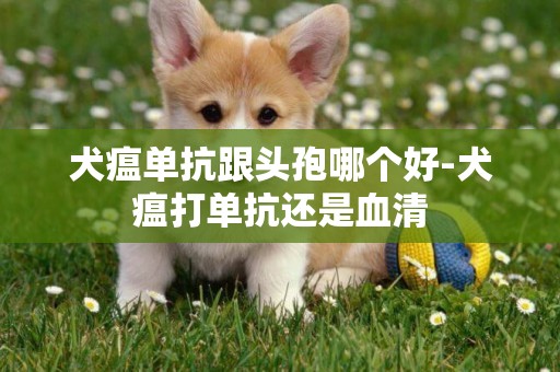 犬瘟单抗跟头孢哪个好-犬瘟打单抗还是血清