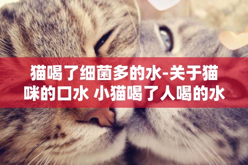 猫喝了细菌多的水-关于猫咪的口水 小猫喝了人喝的水怎么办？