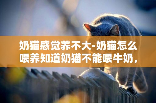 奶猫感觉养不大-奶猫怎么喂养知道奶猫不能喂牛奶，可是猫太小感觉不能