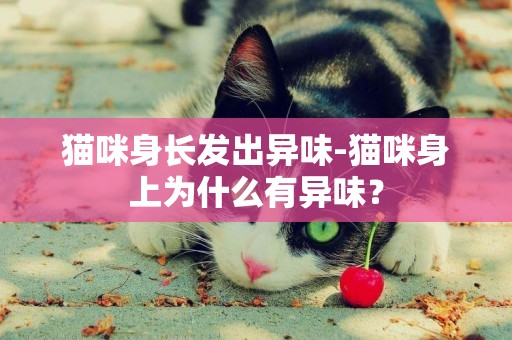 猫咪身长发出异味-猫咪身上为什么有异味？