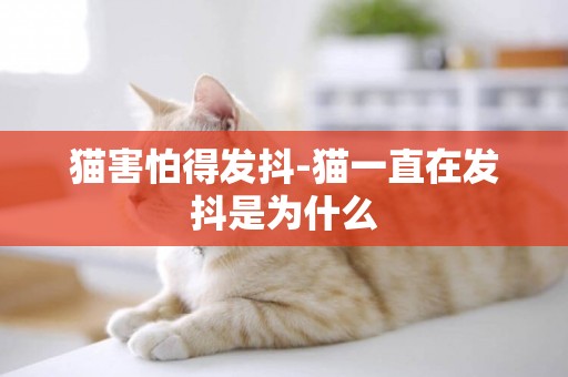 猫害怕得发抖-猫一直在发抖是为什么