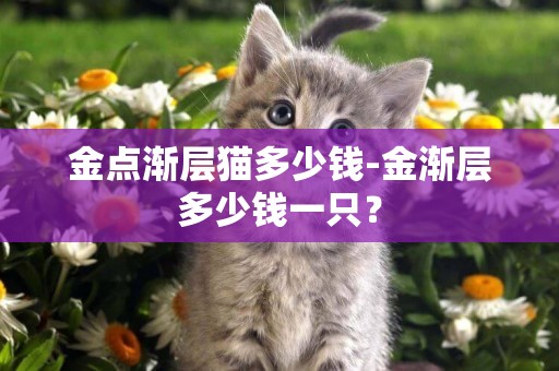 金点渐层猫多少钱-金渐层多少钱一只？