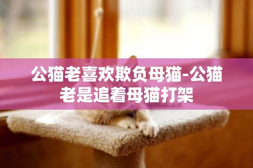 公猫老喜欢欺负母猫-公猫老是追着母猫打架