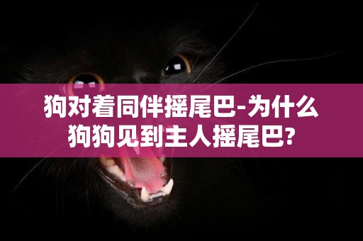 狗对着同伴摇尾巴-为什么狗狗见到主人摇尾巴?