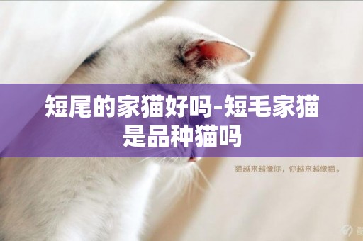 短尾的家猫好吗-短毛家猫是品种猫吗