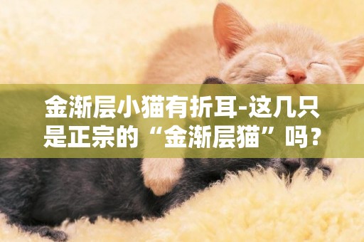 金渐层小猫有折耳-这几只是正宗的“金渐层猫”吗？