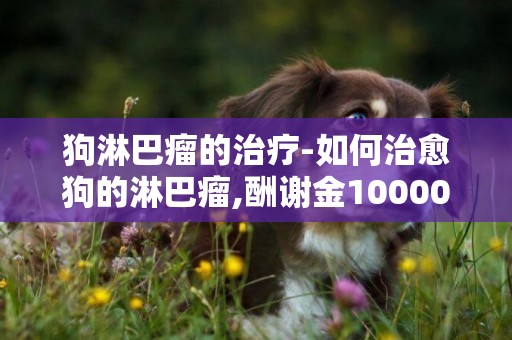 狗淋巴瘤的治疗-如何治愈狗的淋巴瘤,酬谢金10000元!