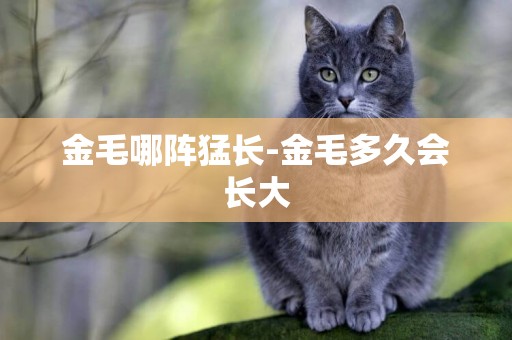 金毛哪阵猛长-金毛多久会长大