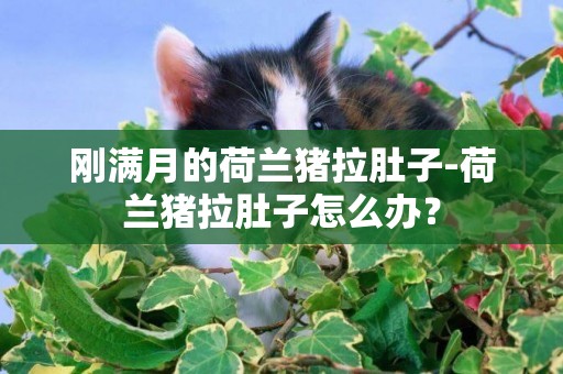 刚满月的荷兰猪拉肚子-荷兰猪拉肚子怎么办？