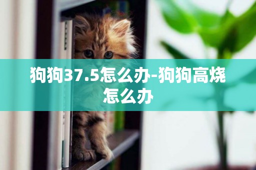 狗狗37.5怎么办-狗狗高烧怎么办