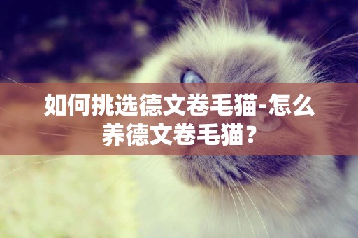 如何挑选德文卷毛猫-怎么养德文卷毛猫？