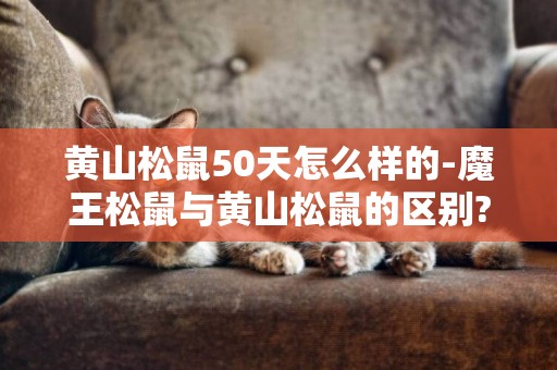 黄山松鼠50天怎么样的-魔王松鼠与黄山松鼠的区别?