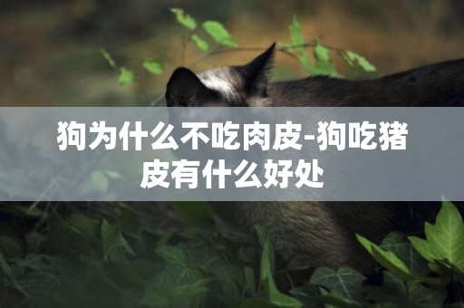 狗为什么不吃肉皮-狗吃猪皮有什么好处