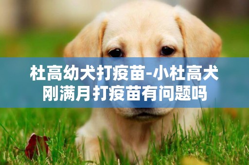 杜高幼犬打疫苗-小杜高犬刚满月打疫苗有问题吗