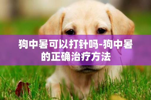 狗中暑可以打针吗-狗中暑的正确治疗方法