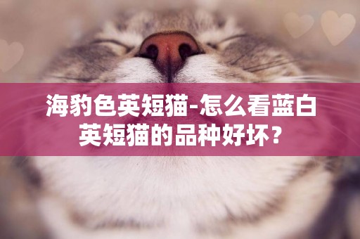 海豹色英短猫-怎么看蓝白英短猫的品种好坏？