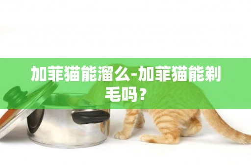 加菲猫能溜么-加菲猫能剃毛吗？