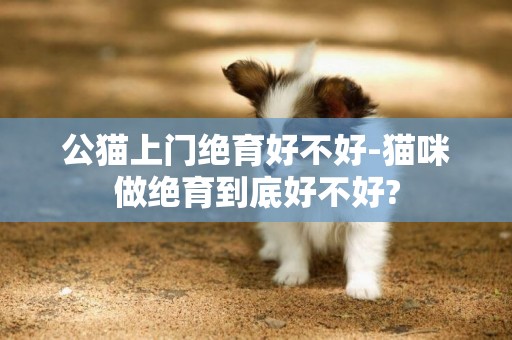 公猫上门绝育好不好-猫咪做绝育到底好不好?