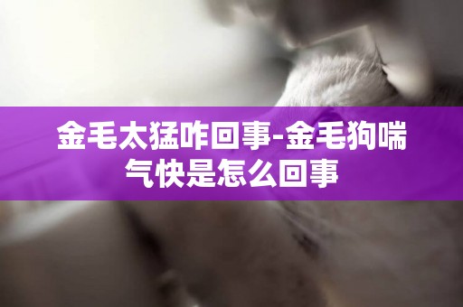 金毛太猛咋回事-金毛狗喘气快是怎么回事