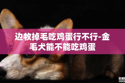 边牧掉毛吃鸡蛋行不行-金毛犬能不能吃鸡蛋