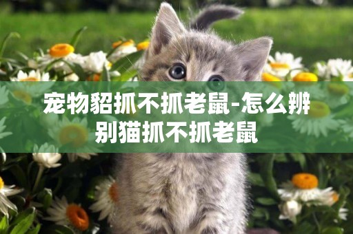 宠物貂抓不抓老鼠-怎么辨别猫抓不抓老鼠