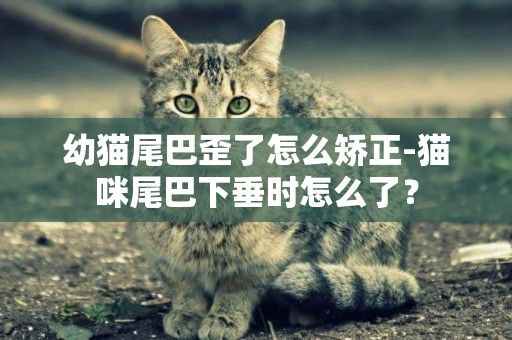 幼猫尾巴歪了怎么矫正-猫咪尾巴下垂时怎么了？