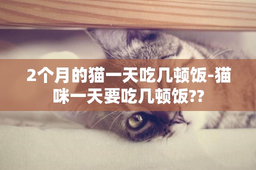 2个月的猫一天吃几顿饭-猫咪一天要吃几顿饭??