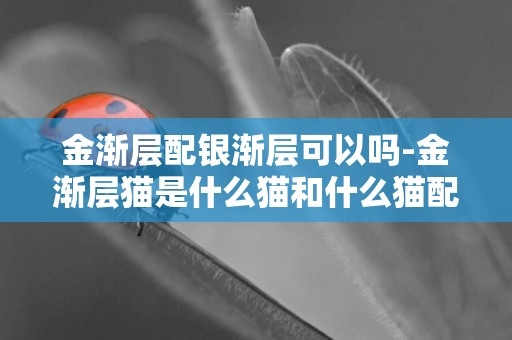 金渐层配银渐层可以吗-金渐层猫是什么猫和什么猫配出来的？