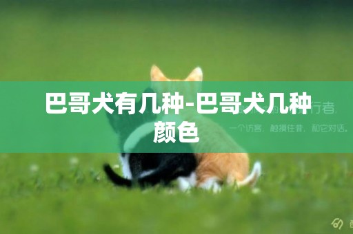 巴哥犬有几种-巴哥犬几种颜色