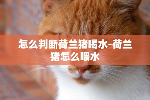 怎么判断荷兰猪喝水-荷兰猪怎么喂水