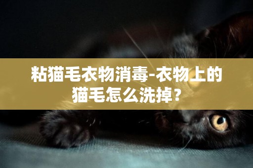 粘猫毛衣物消毒-衣物上的猫毛怎么洗掉？