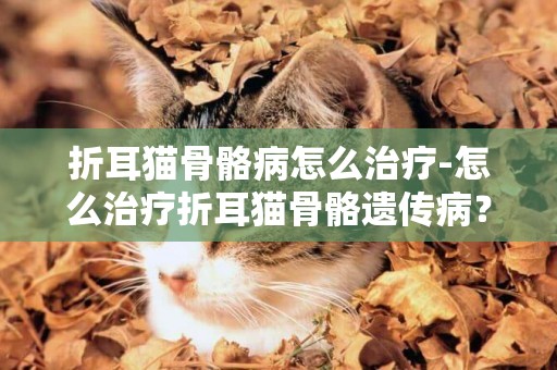 折耳猫骨骼病怎么治疗-怎么治疗折耳猫骨骼遗传病？？