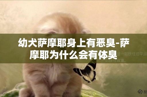 幼犬萨摩耶身上有恶臭-萨摩耶为什么会有体臭