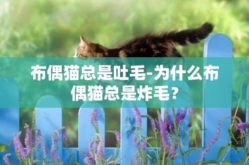 布偶猫总是吐毛-为什么布偶猫总是炸毛？