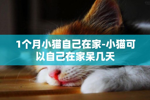 1个月小猫自己在家-小猫可以自己在家呆几天