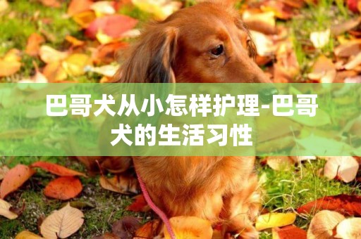 巴哥犬从小怎样护理-巴哥犬的生活习性