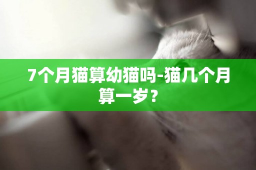 7个月猫算幼猫吗-猫几个月算一岁？