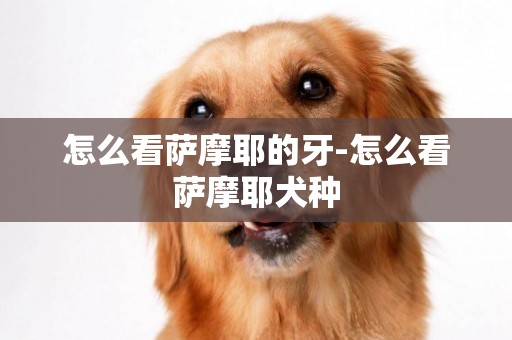 怎么看萨摩耶的牙-怎么看萨摩耶犬种