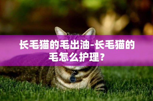 长毛猫的毛出油-长毛猫的毛怎么护理？