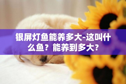 银屏灯鱼能养多大-这叫什么鱼？能养到多大？