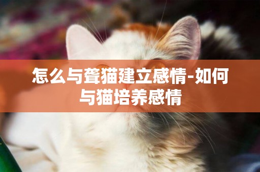 怎么与聋猫建立感情-如何与猫培养感情