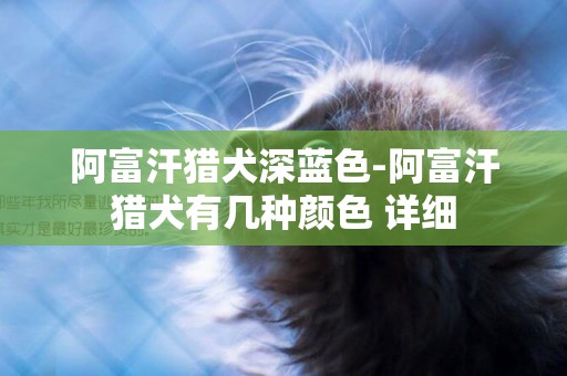 阿富汗猎犬深蓝色-阿富汗猎犬有几种颜色 详细