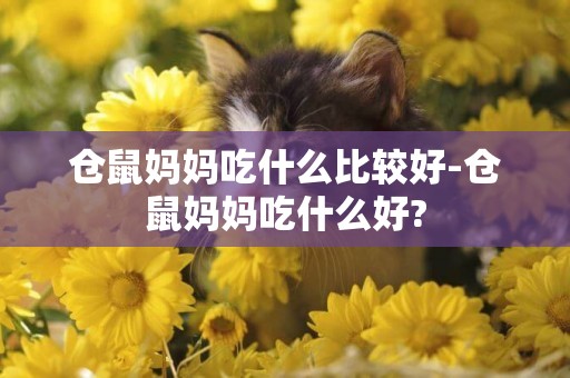 仓鼠妈妈吃什么比较好-仓鼠妈妈吃什么好?