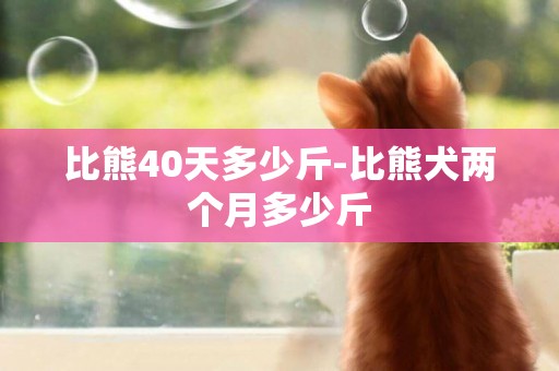 比熊40天多少斤-比熊犬两个月多少斤