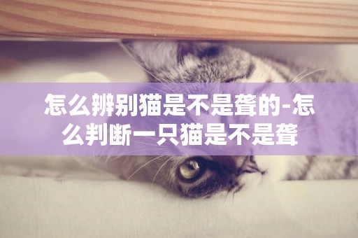 怎么辨别猫是不是聋的-怎么判断一只猫是不是聋