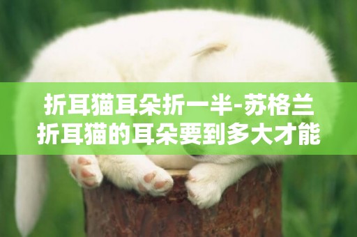 折耳猫耳朵折一半-苏格兰折耳猫的耳朵要到多大才能够真正折下来