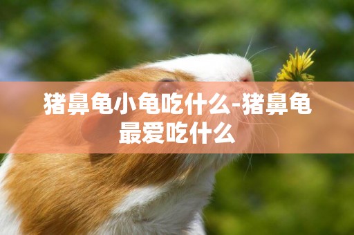 猪鼻龟小龟吃什么-猪鼻龟最爱吃什么