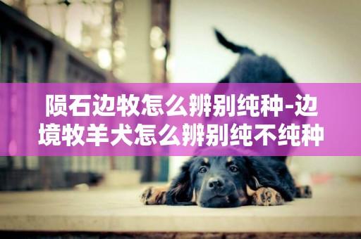 陨石边牧怎么辨别纯种-边境牧羊犬怎么辨别纯不纯种