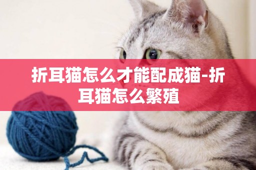 折耳猫怎么才能配成猫-折耳猫怎么繁殖