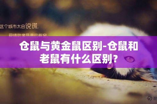 仓鼠与黄金鼠区别-仓鼠和老鼠有什么区别？